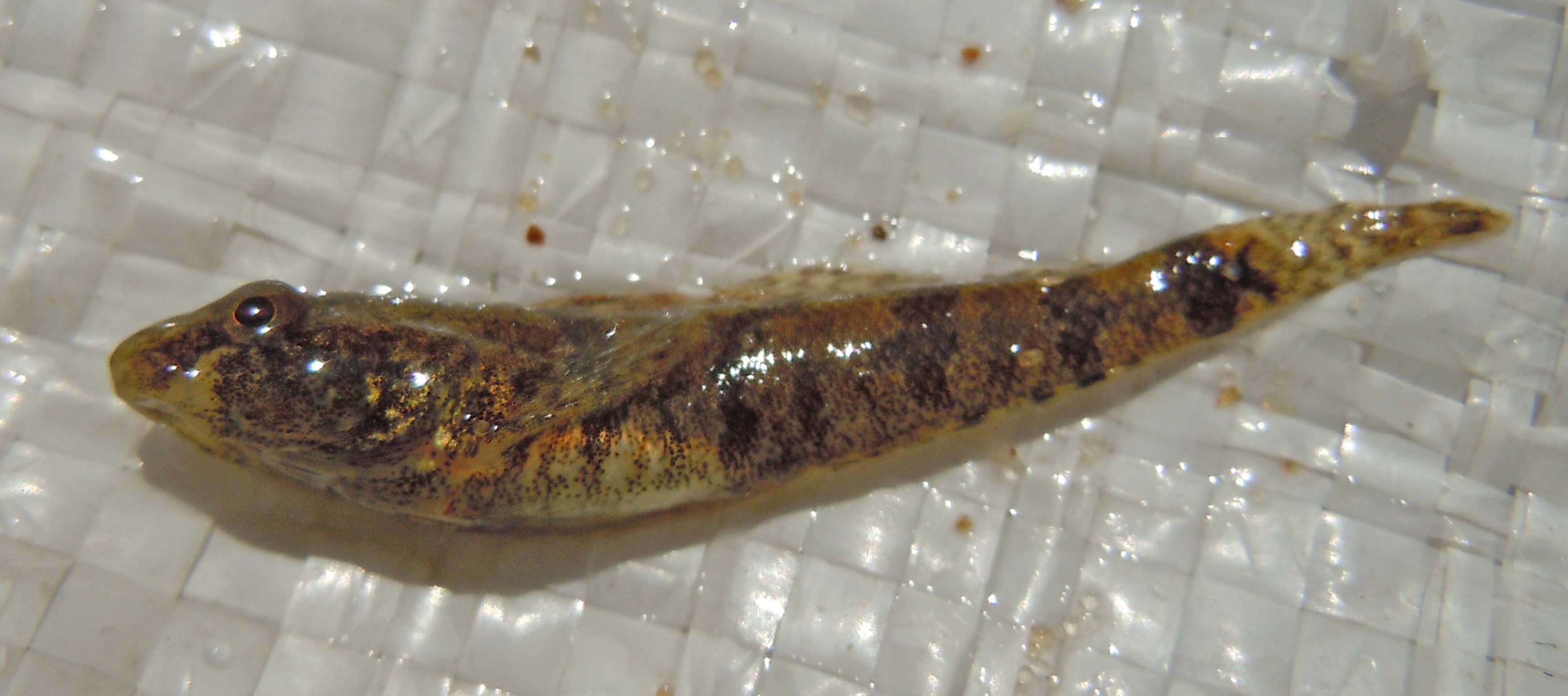 Image of Western tubenose goby