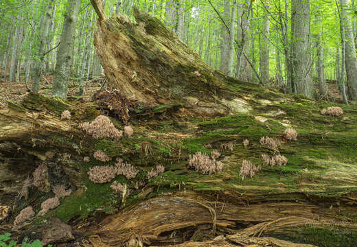 Ramaria rubella (Schaeff.) R. H. Petersen 1974 resmi