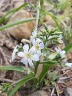 Image of Zephyra elegans D. Don