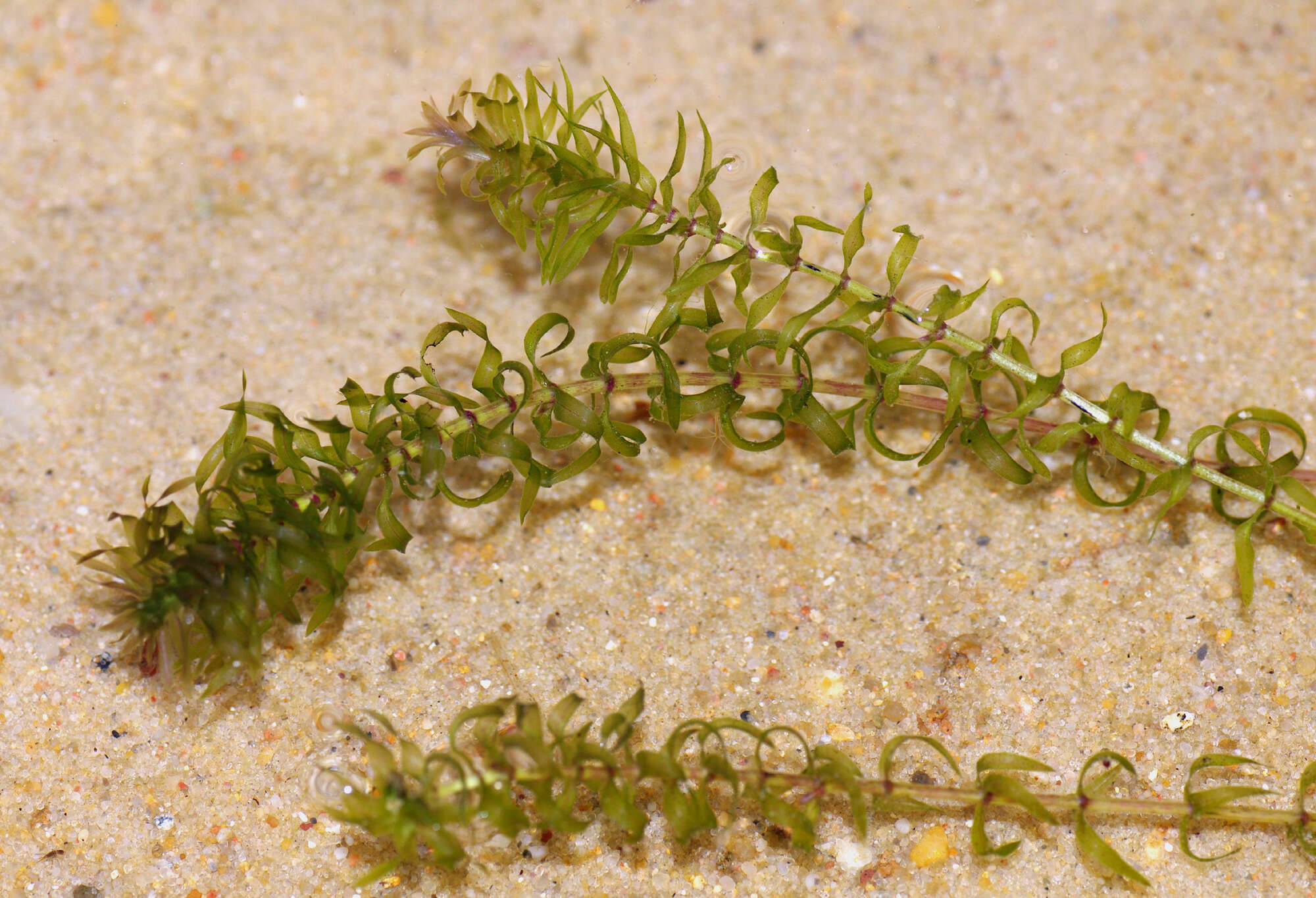 Image of western waterweed