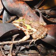 Image of Bull Frog