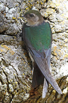 Image of Violet-green Swallow