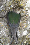 Image of Tachycineta Swallows