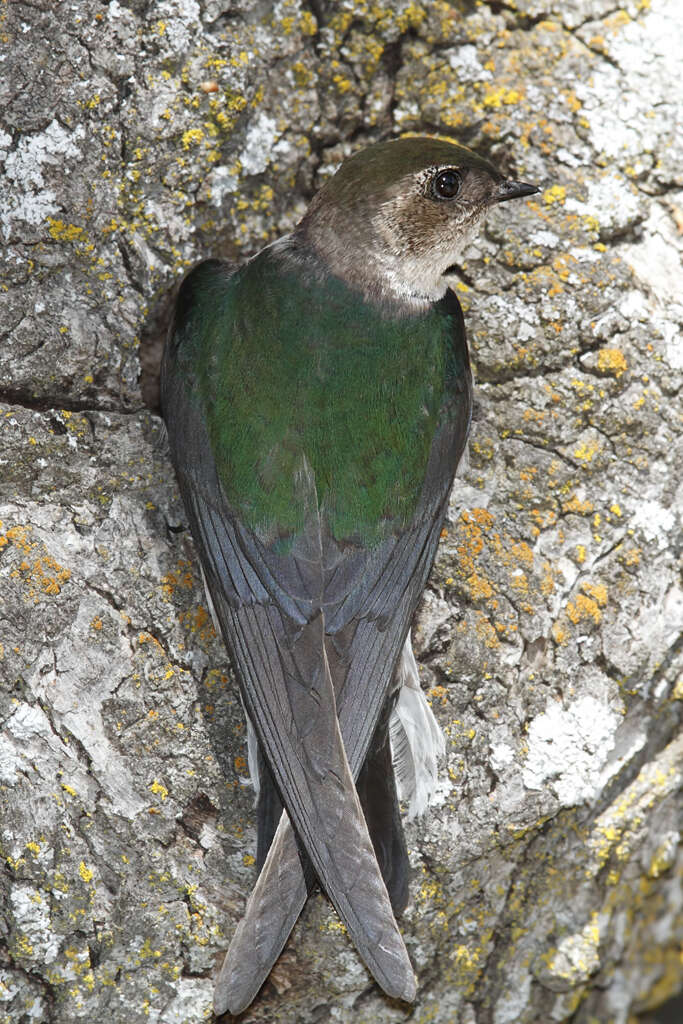 Image of Tachycineta Swallows