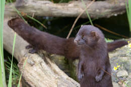 Image of American Mink