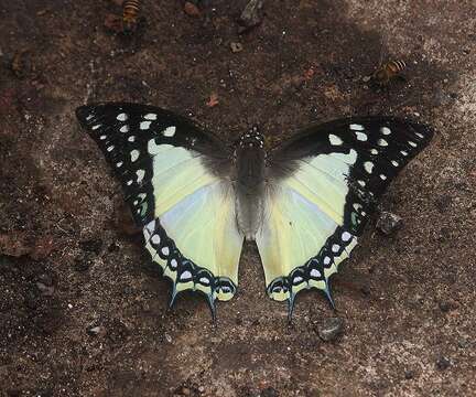 Imagem de Polyura eudamippus Doubleday 1843