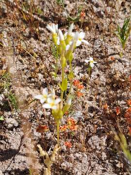 Image of Sebaea albens (L. fil.) Sm.