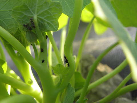 Image of Black bean aphid