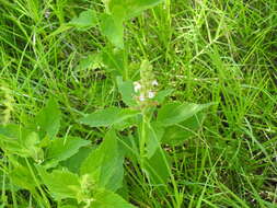 Sivun Teucrium vesicarium Mill. kuva