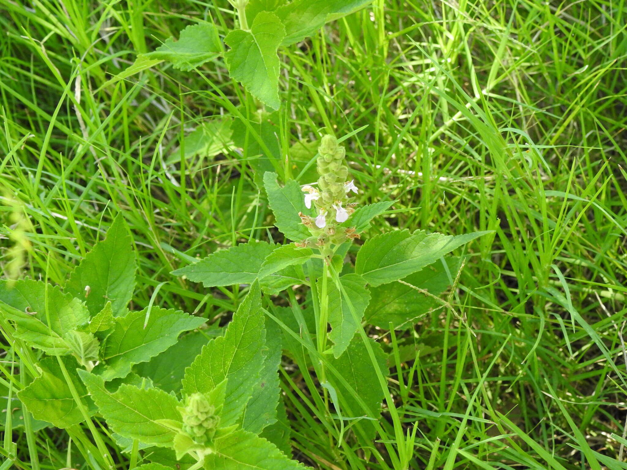 Sivun Teucrium vesicarium Mill. kuva