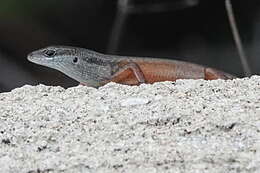 Image of Closed-litter Rainbow-skink