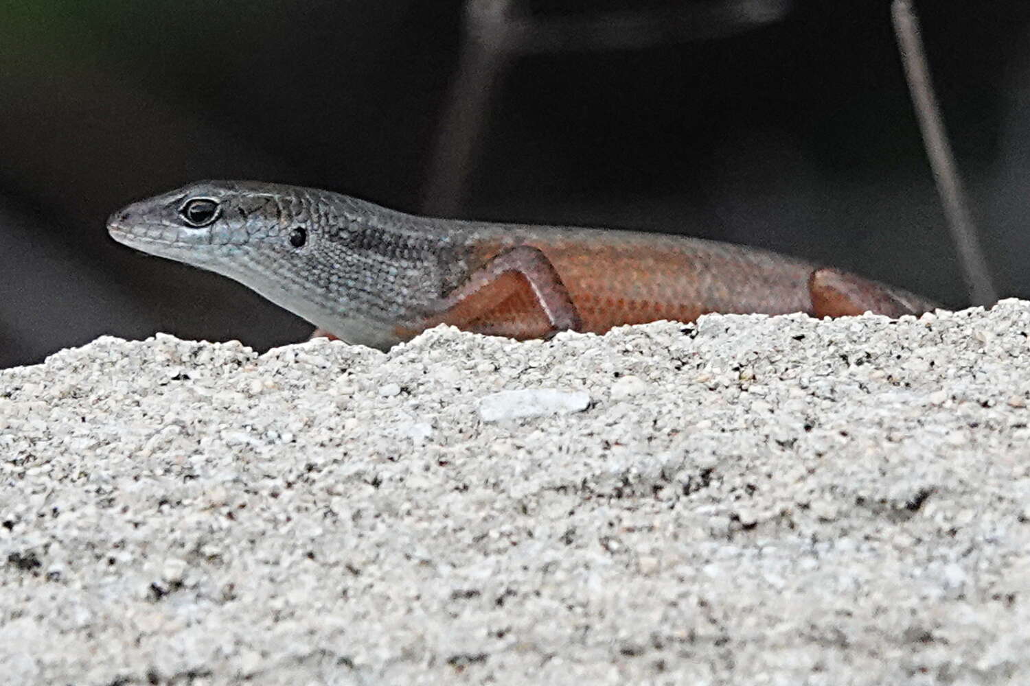 Image of Closed-litter Rainbow-skink