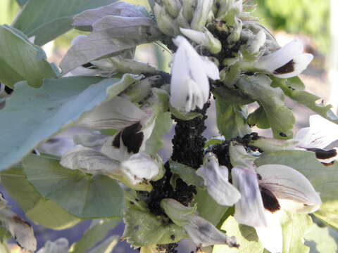 Image of Black bean aphid
