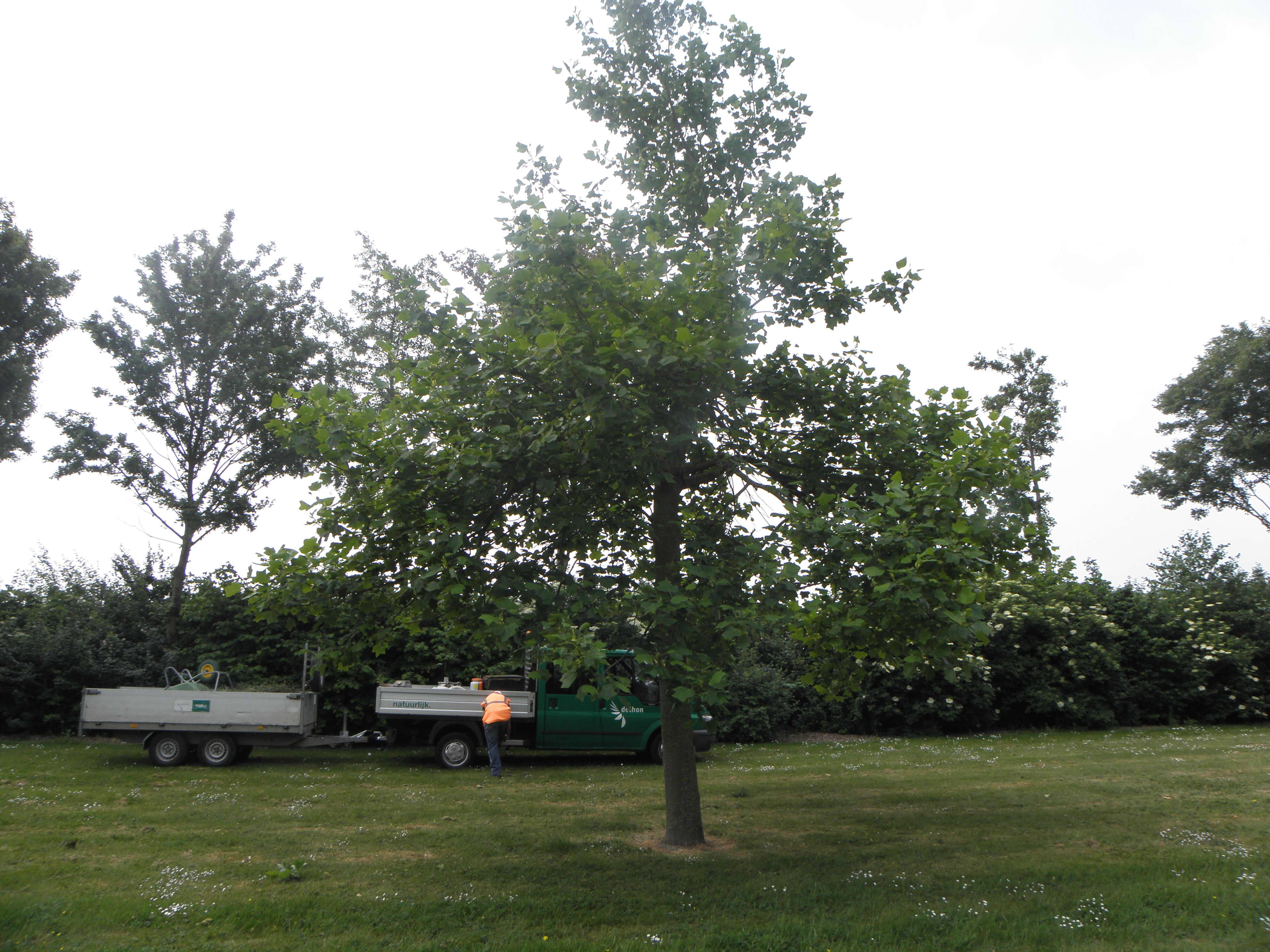 Image of Tulip tree