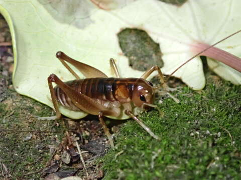 صورة Hemiandrus pallitarsis (Walker & F. 1871)