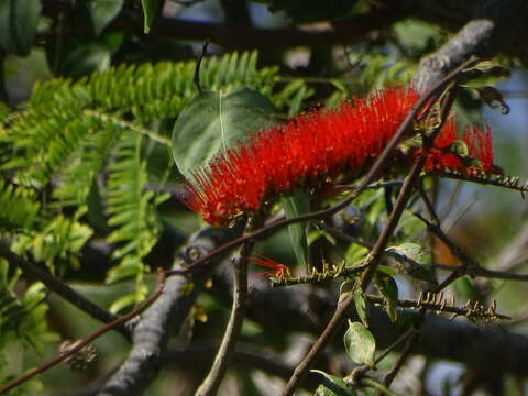 Image de Combretum farinosum Kunth