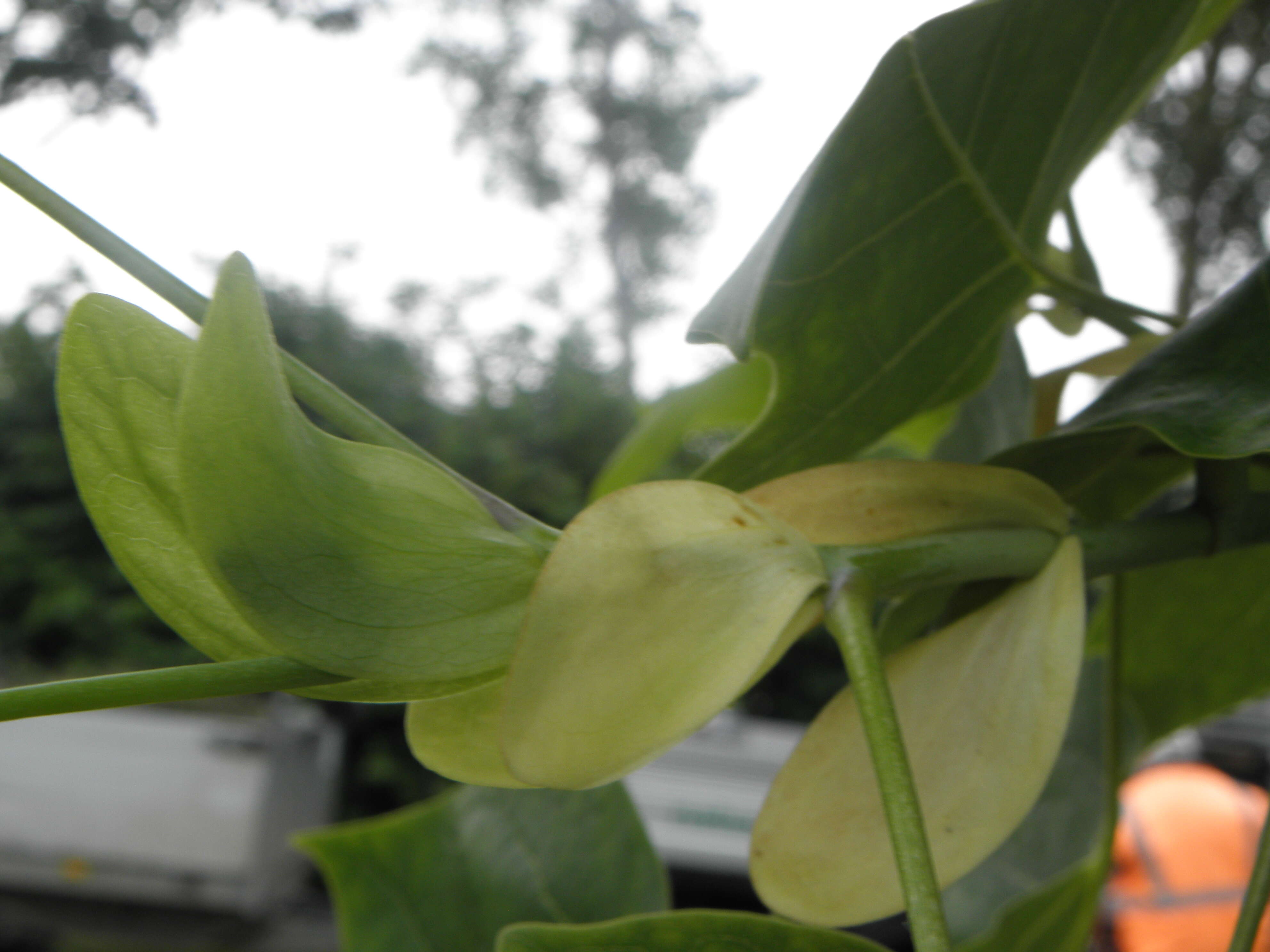 Image of Tulip tree