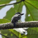 Image of Greater Pied Puffbird