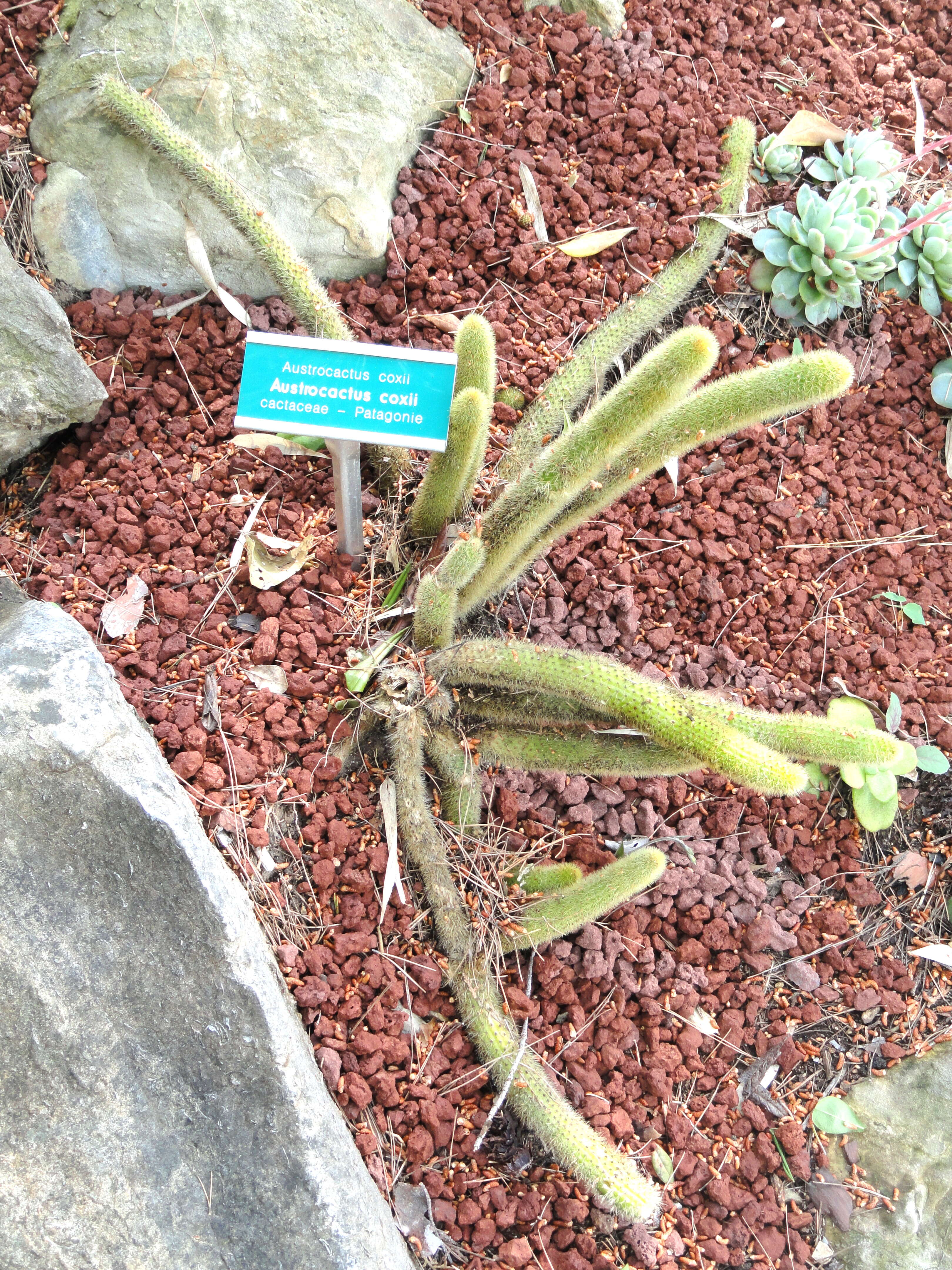 Image of Austrocactus coxii