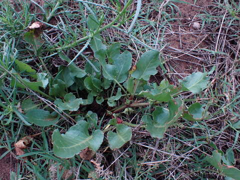 Image de Rumex hypogaeus T. M. Schust. & Reveal