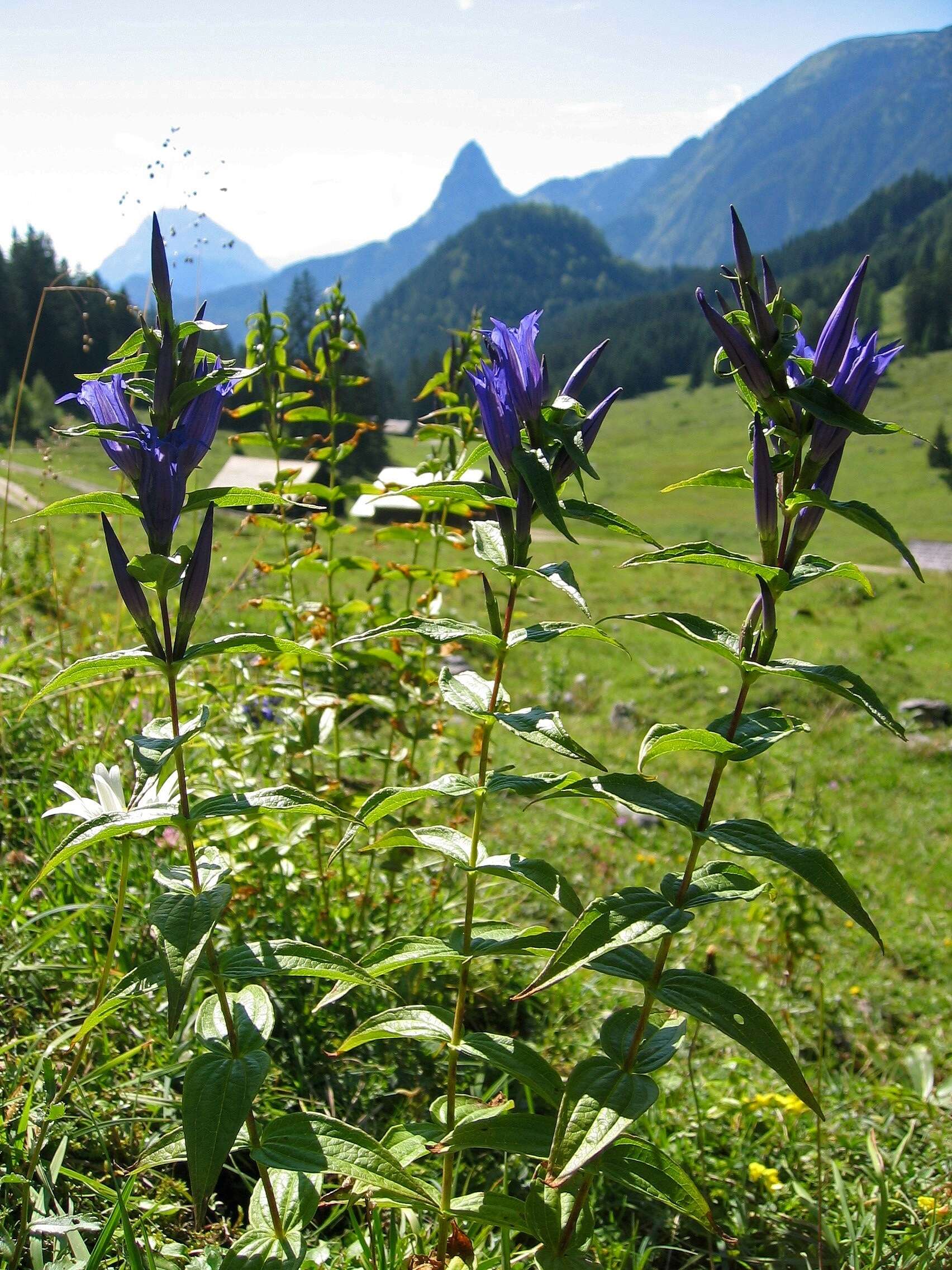 Image of Gentiana asclepiadea L.