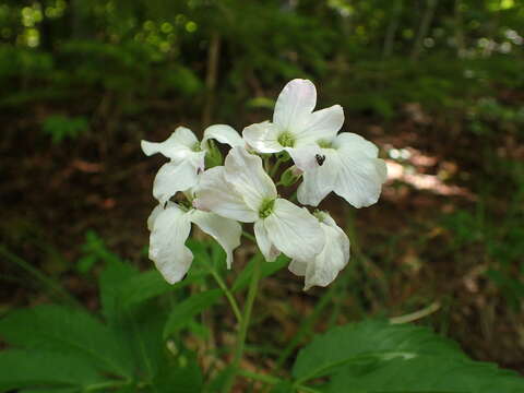 Image of Pinnate Coralroot