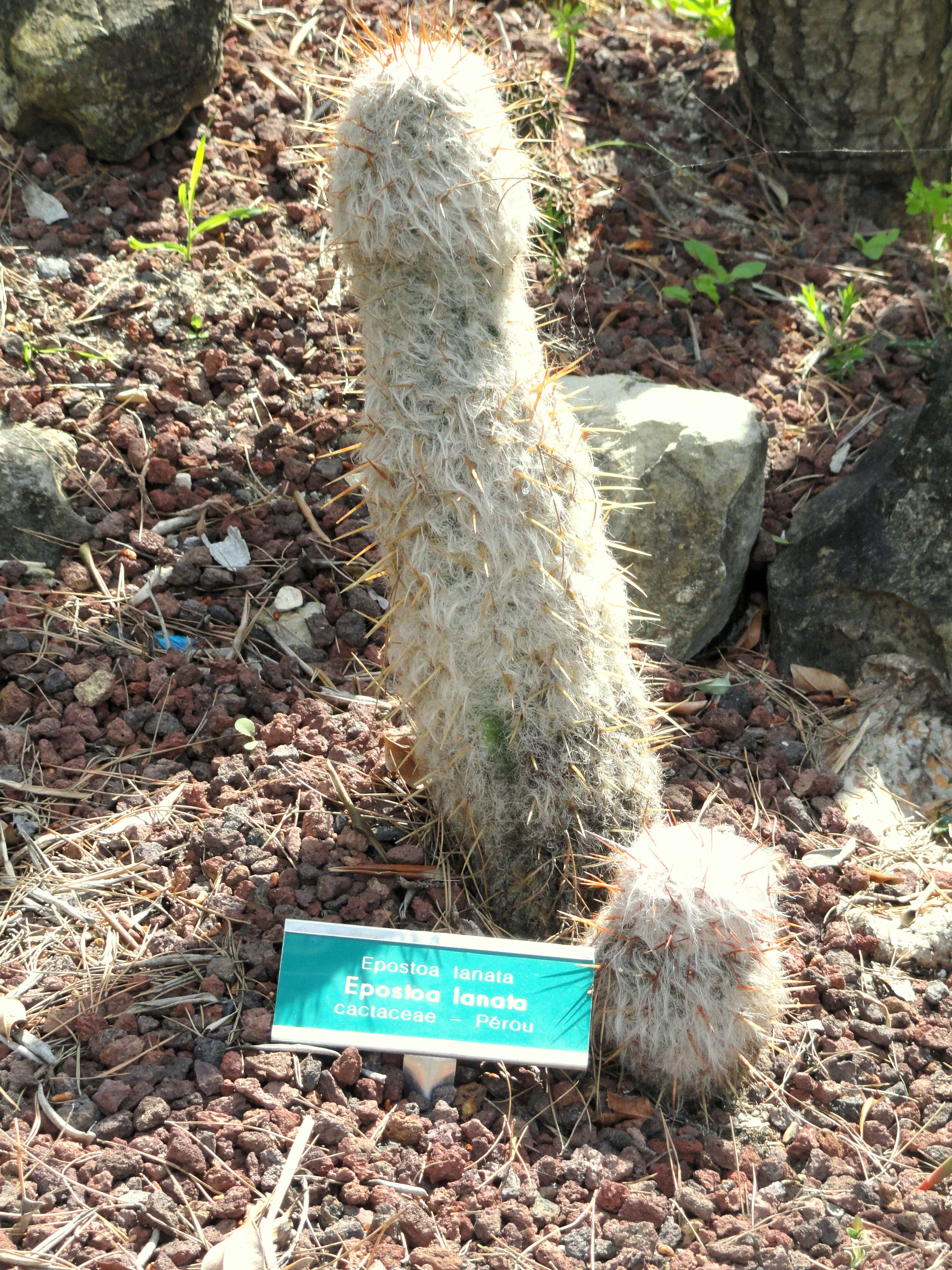 Image of Cotton Ball Cactus