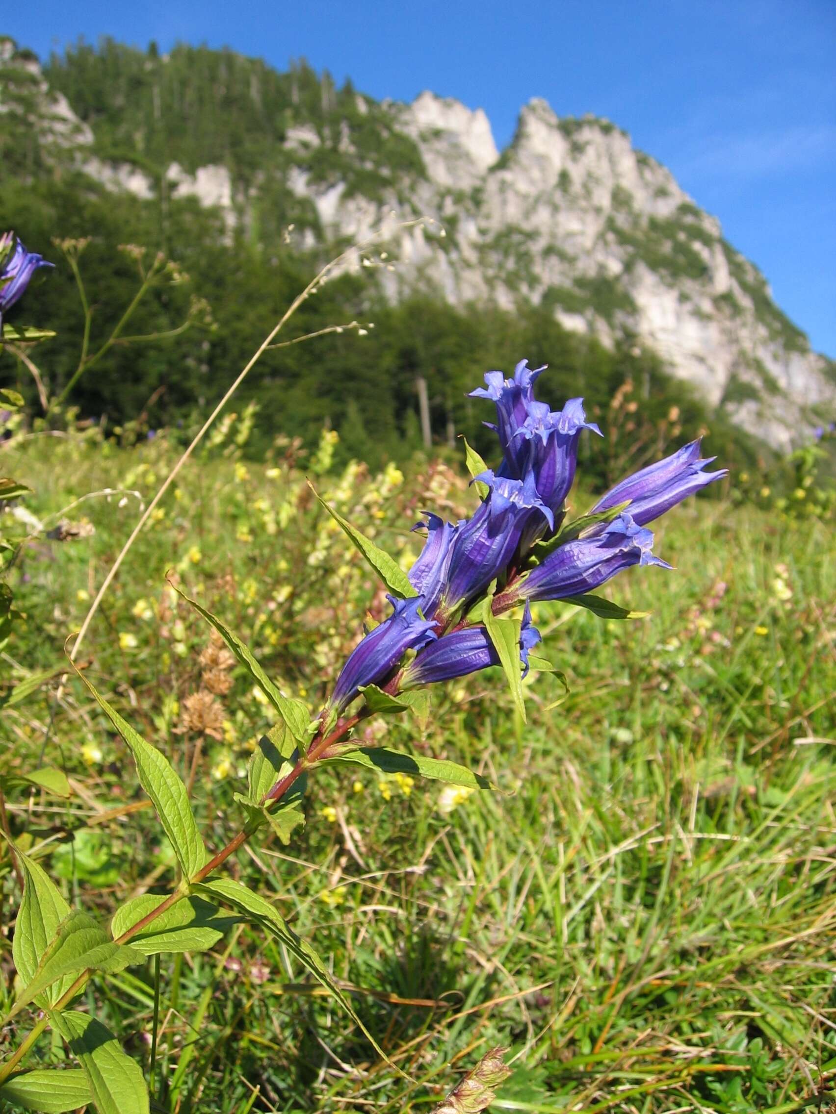 Gentiana asclepiadea L.的圖片