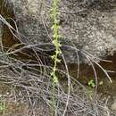 Plancia ëd Platanthera cooperi (S. Watson) R. M. Bateman