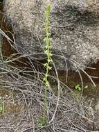 Image of Cooper's rein orchid