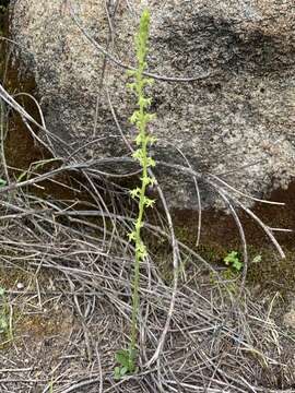 Sivun Platanthera cooperi (S. Watson) R. M. Bateman kuva