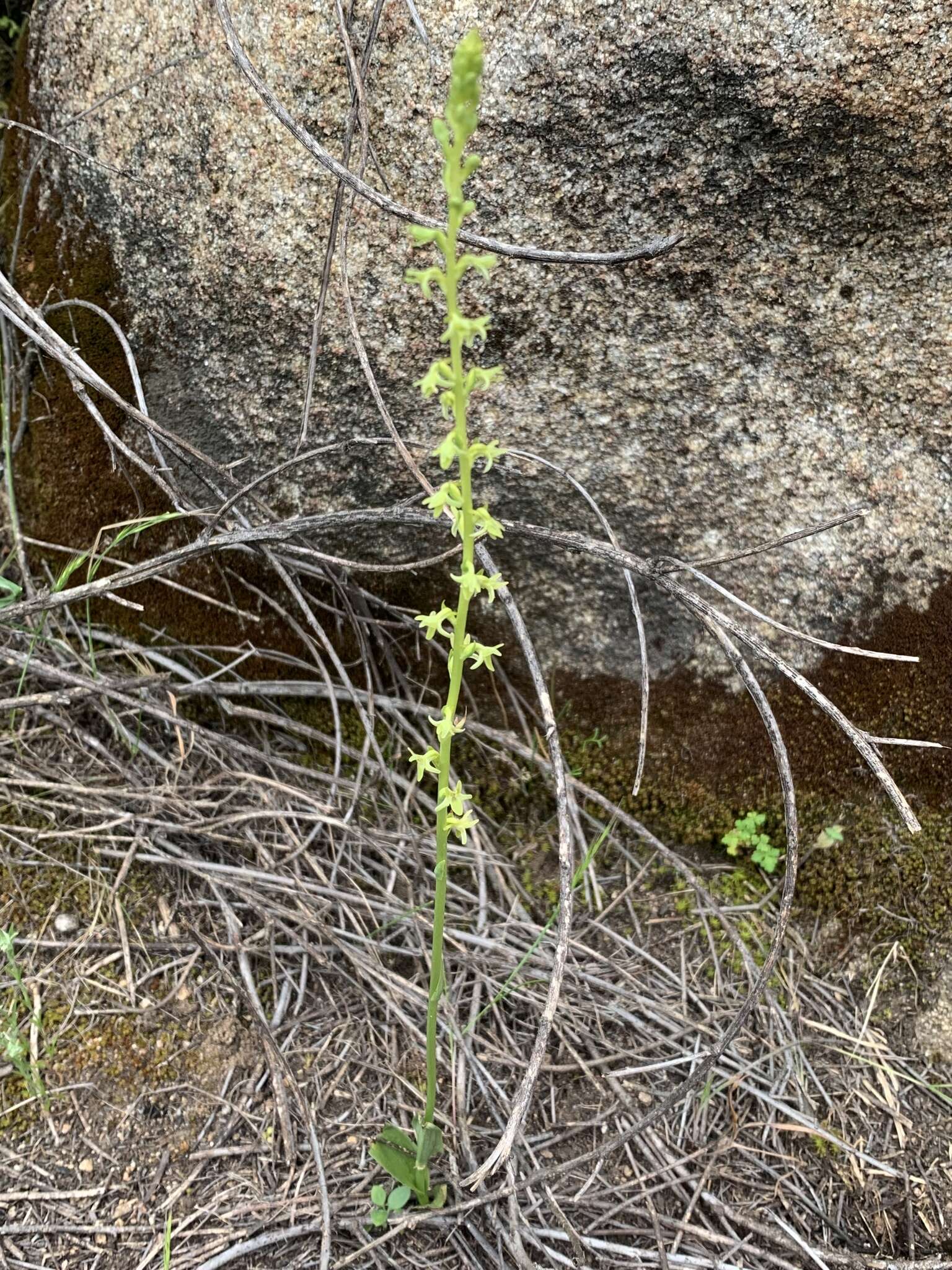 Imagem de Platanthera cooperi (S. Watson) R. M. Bateman