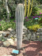 Image of Cardón Cactus