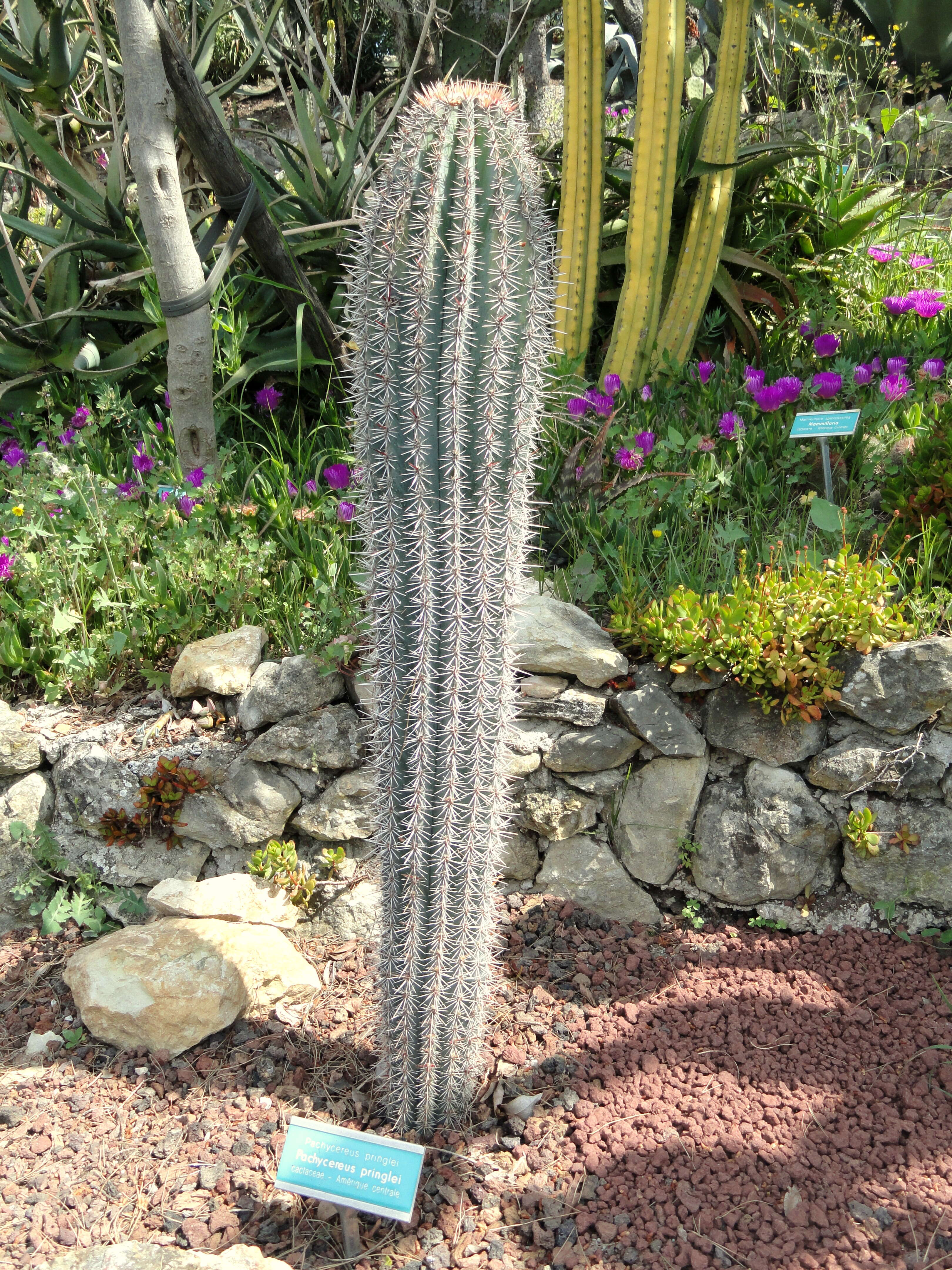 Image of Pachycereus pringlei (S. Watson) Britton & Rose