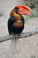 Image of Northern Rufous Hornbill