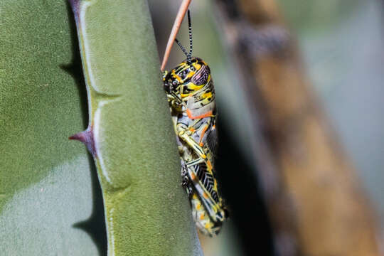 Image of Poecilotettix sanguineus Scudder & S. H. 1897