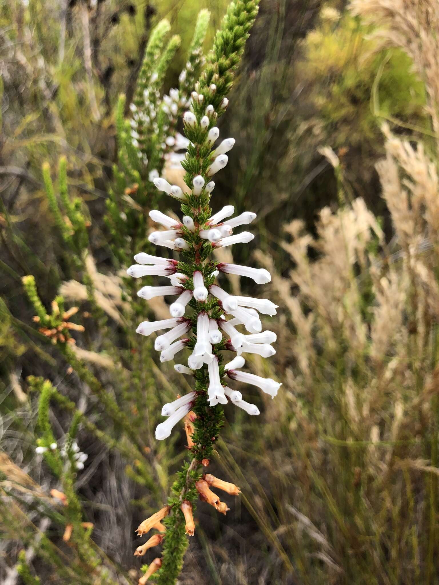 Слика од Erica colorans Andr.