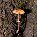 Image of Conocybe filaris (Fr.) Kühner 1935