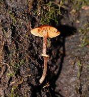 Image of Conocybe filaris (Fr.) Kühner 1935