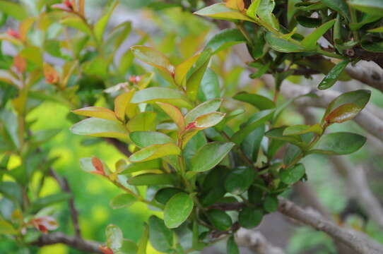 Image of Crape myrtle