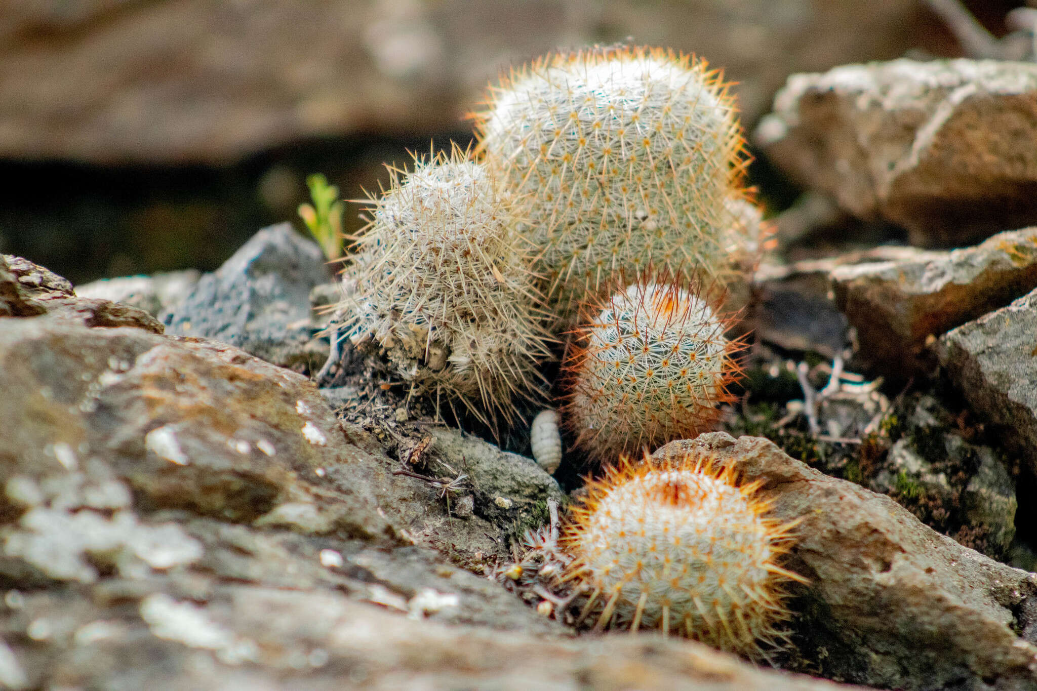 Imagem de Mammillaria flavicentra Backeb. ex Mottram