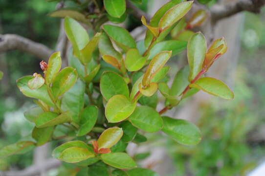 Image of Crape myrtle