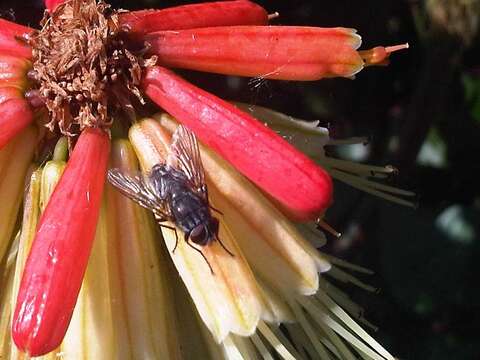 Image of Blue blowfly