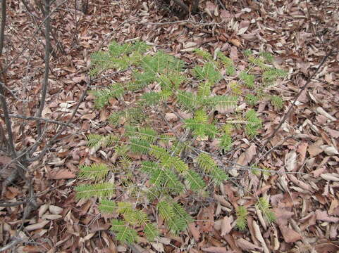 Image of Manchurian Fir