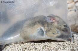 Image of Desert Woodrat