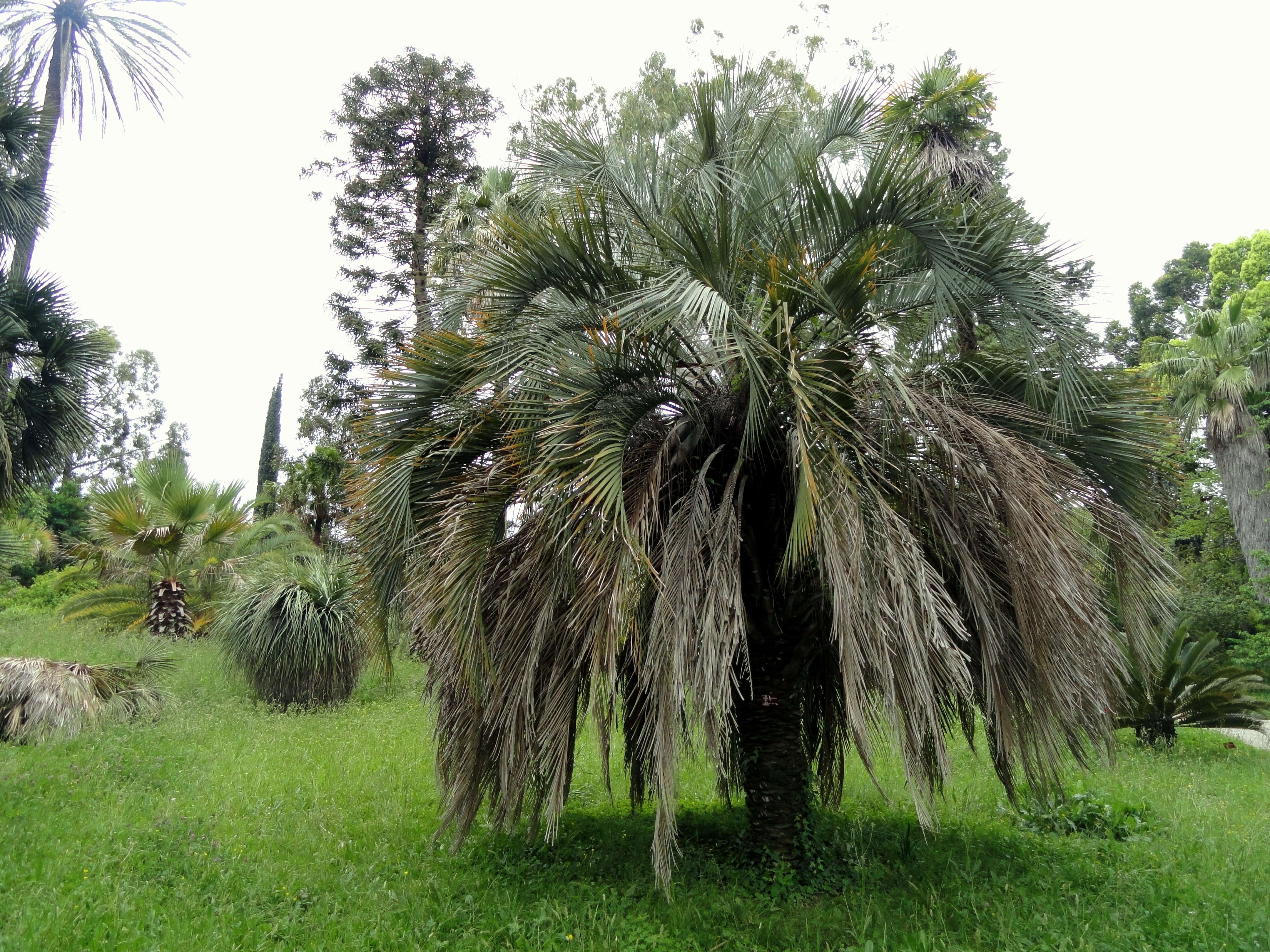 Image of jelly palm