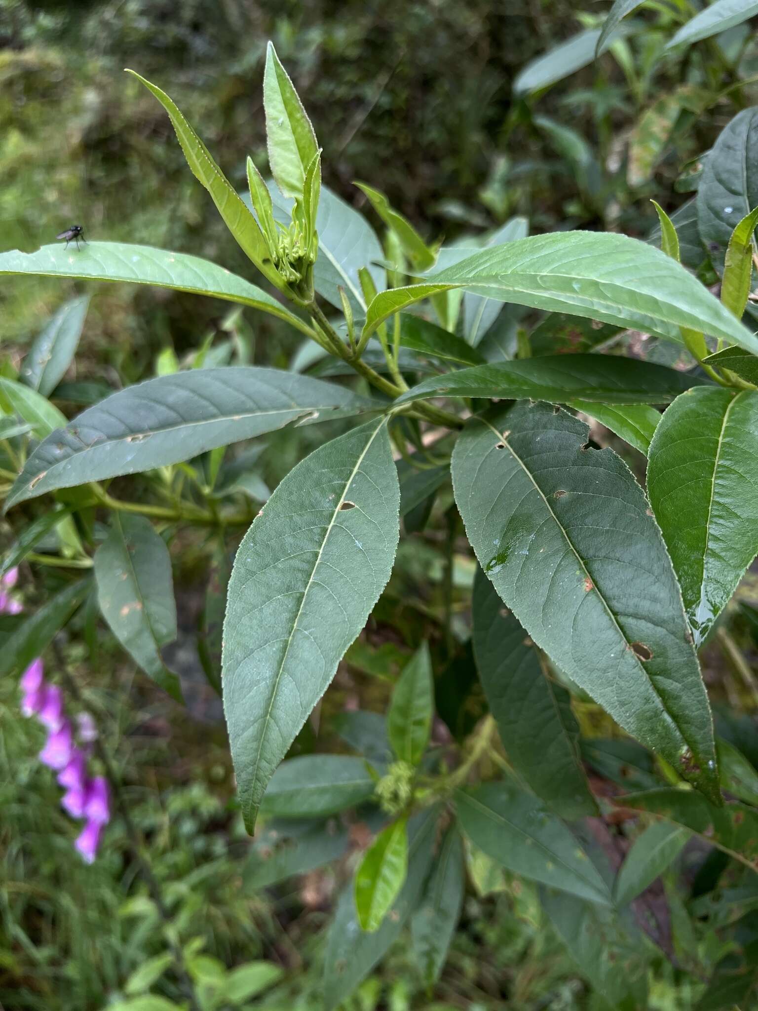 Image of Ageratina popayanensis (Hieron.) R. King & H. Rob.