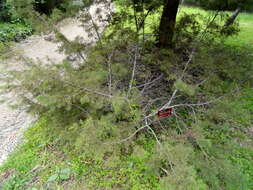 Image of Drummond's Cypress Pine