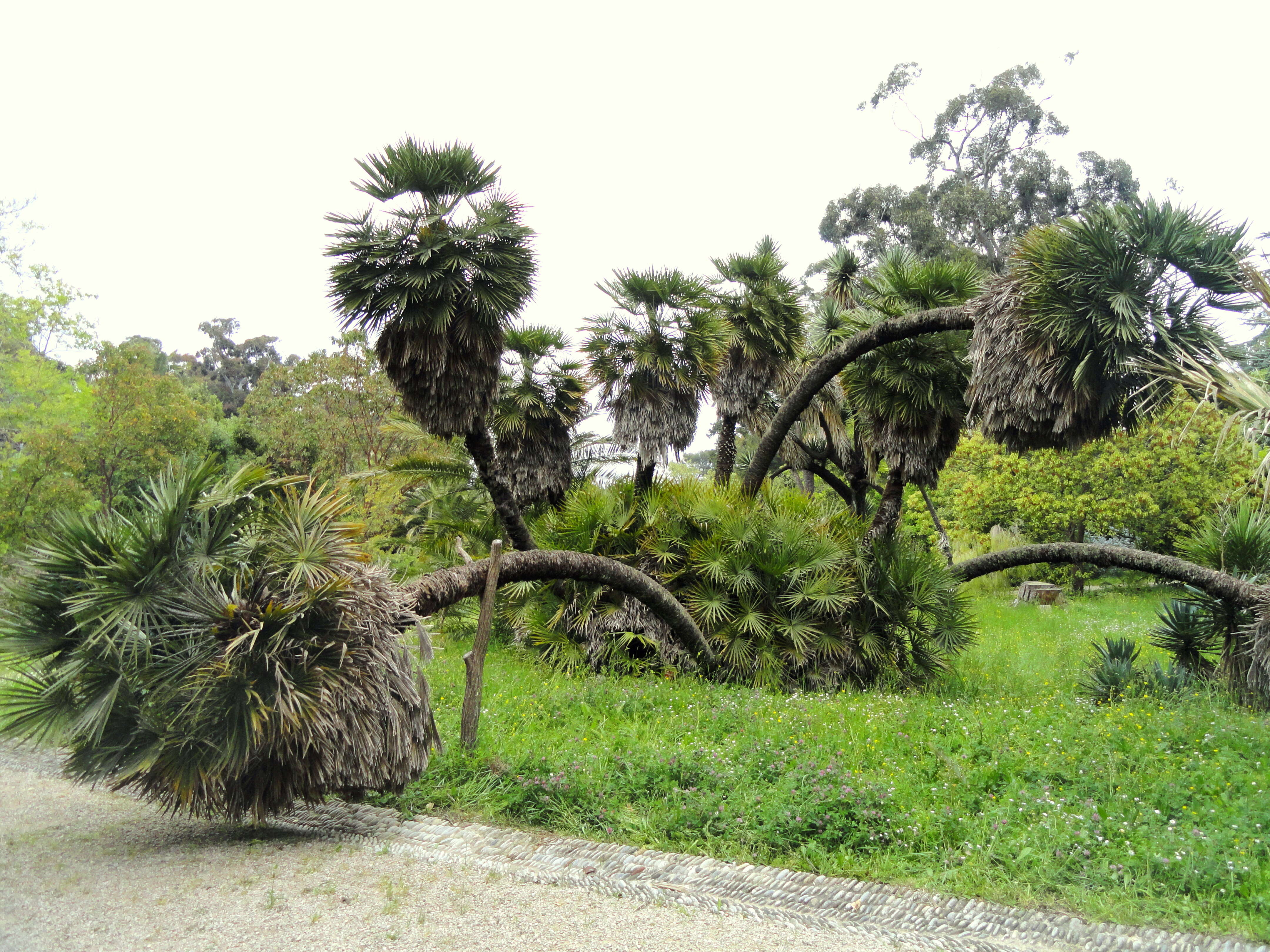 Image of fan palm