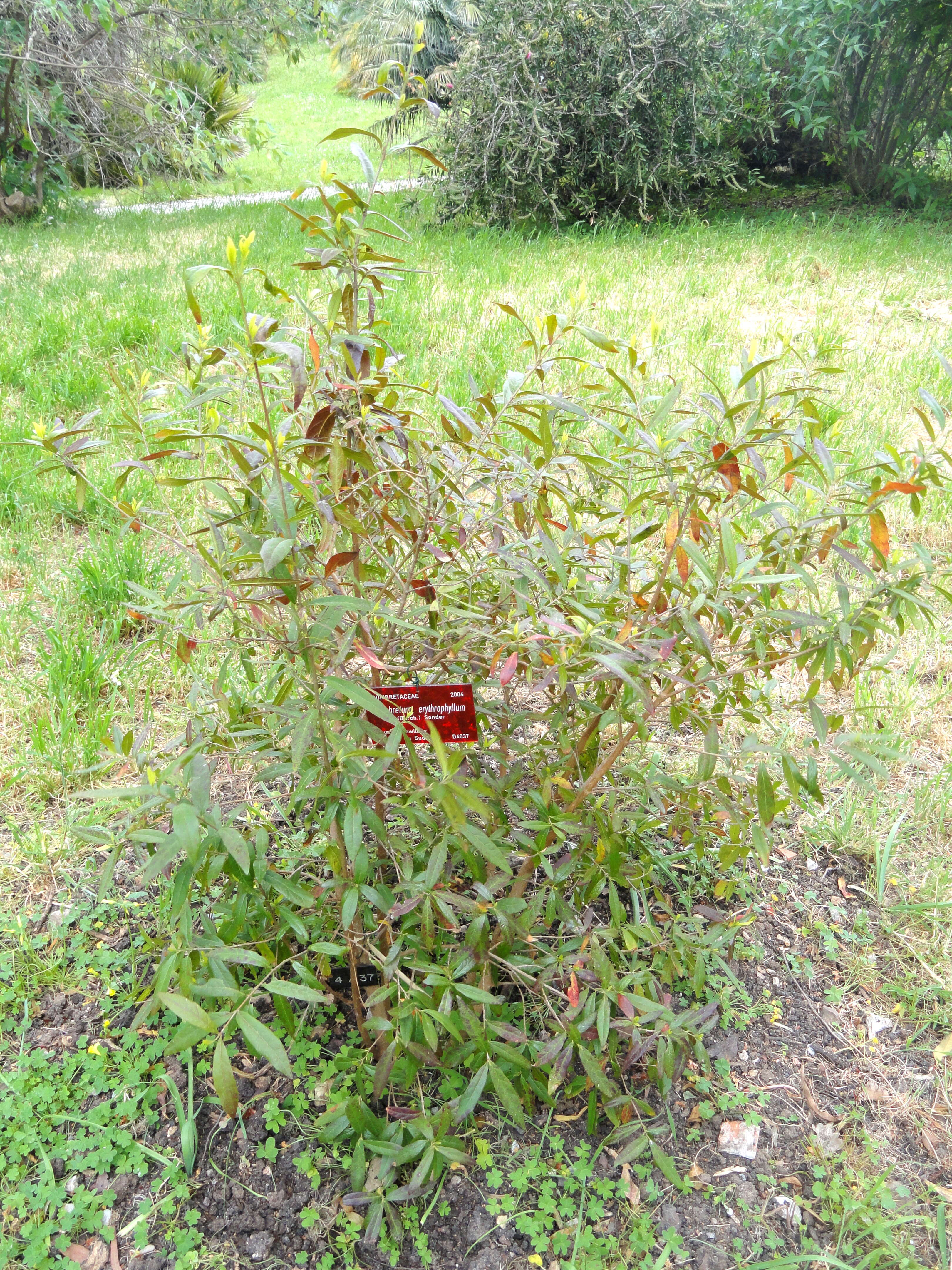 Image de Combretum erythrophyllum (Burch.) Sond.